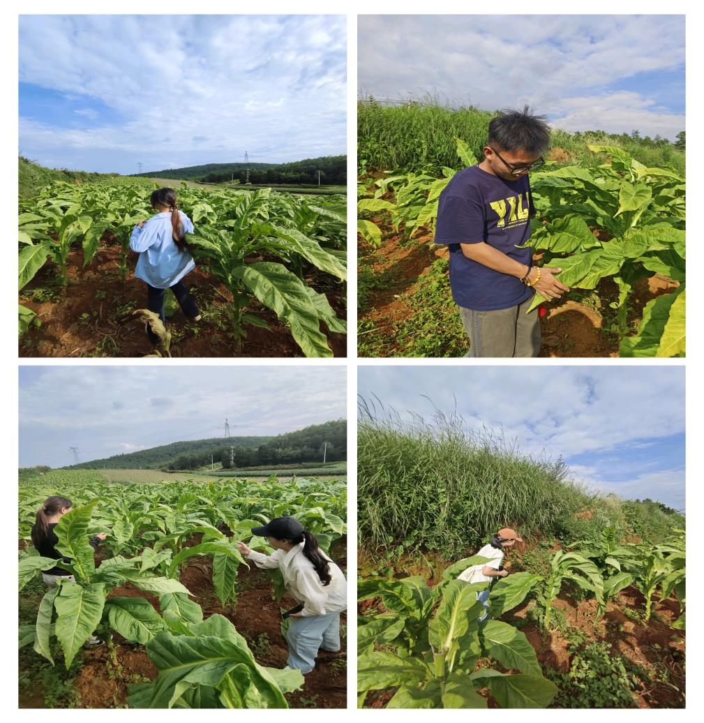 暑期社会实践 | 生物质燃料颗粒+自动化烘烤：烟草加工迈向“零碳”未来 第 1 张